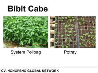Bibit Cabe 
System Polibag Potray 
CV. NONGFENG GLOBAL NETWORK 
 