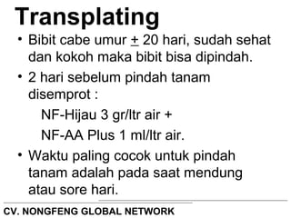 Transplating 
• Bibit cabe umur + 20 hari, sudah sehat 
dan kokoh maka bibit bisa dipindah. 
• 2 hari sebelum pindah tanam 
disemprot : 
NF-Hijau 3 gr/ltr air + 
NF-AA Plus 1 ml/ltr air. 
• Waktu paling cocok untuk pindah 
tanam adalah pada saat mendung 
atau sore hari. 
CV. NONGFENG GLOBAL NETWORK 
 