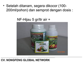 • Setelah ditanam, segera dikocor (100- 
200ml/pohon) dan semprot dengan dosis : 
NF-Hijau 5 gr/ltr air + 
NF-AA Plus 1 ml/ltr air. 
CV. NONGFENG GLOBAL NETWORK 
 