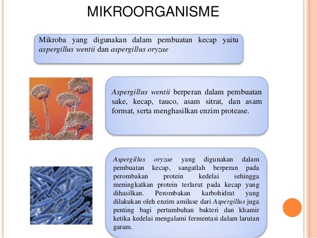 Teknologi Fermentasi Kecap
