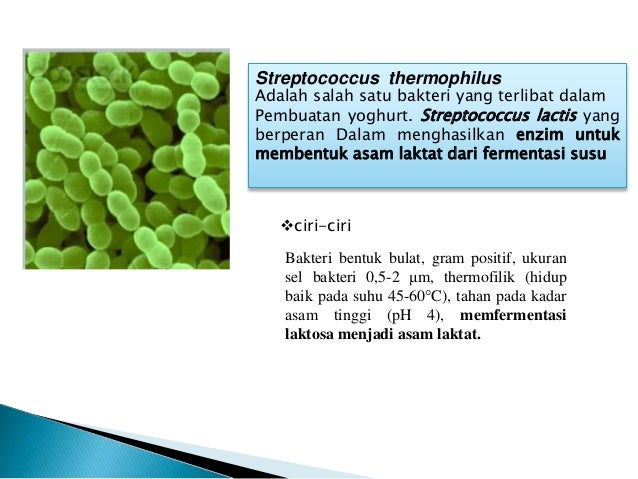 Teknologi Fermentasi Yoghurt