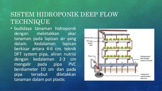 Teknologi hidroponik  sawi menggunakan DFT
