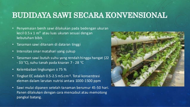Teknologi hidroponik sawi menggunakan DFT