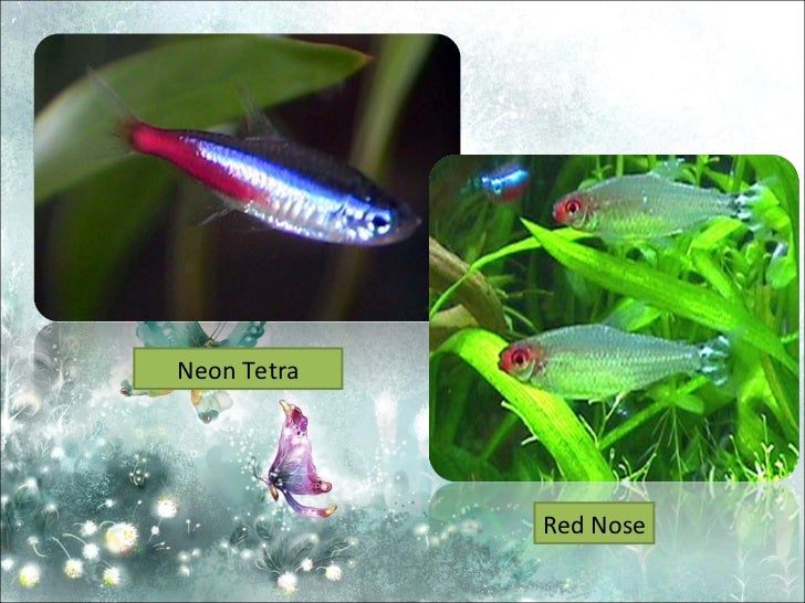 Teknologi Pemeliharaan Haiwan Dan Ikan Hiasan