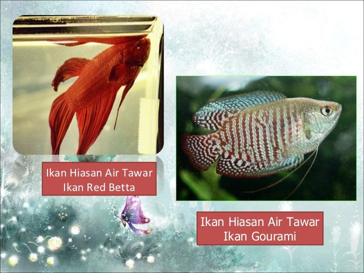 Teknologi Pemeliharaan Haiwan Dan Ikan Hiasan