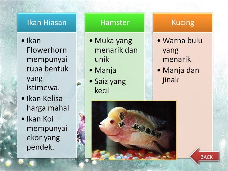 Teknologi Pemeliharaan Haiwan Dan Ikan Hiasan