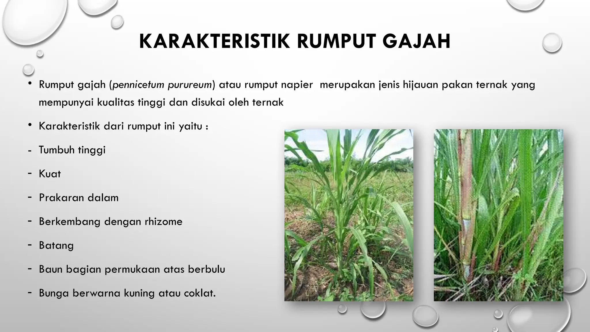 teknologi_pengolahan_dan_pengeringan_hij.pptx