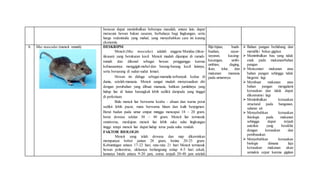 beracun dapat menimbulkan beberapa masalah, antara lain, dapat
meracuni hewan bukan sasaran, berbahaya bagi lingkungan, serta
harga rodentisida yang mahal, yang menyebabkan cara ini kurang
ekonomis.
6.5. Mus musculus (mencit rumah) DESKRIPSI
Mencit (Mus musculus) adalah anggota Muridae (tikus-
tikusan) yang berukuran kecil. Mencit mudah dijumpai di rumah-
rumah dan dikenal sebagai hewan pengganggu karena
kebiasaannya menggigiti mebel dan barang-barang kecil lainnya,
serta bersarang di sudut-sudut lemari.
Hewan ini diduga sebagai mamalia terbanyak kedua di
dunia, setelah manusia. Mencit sangat mudah menyesuaikan diri
dengan perubahan yang dibuat manusia, bahkan jumlahnya yang
hidup liar di hutan barangkali lebih sedikit daripada yang tinggal
di perkotaan.
Bulu mencit liar berwarna keabu – abuan dan warna perut
sedikit lebih pucat, mata berwarna hitam dan kulit berpigmen.
Berat badan pada umur empat minggu mencapai 18 – 20 gram,
berat dewasa sekitar 30 – 40 gram. Mencit liar termasuk
omnivorus, meskipun mencit liar lebih suka suhu lingkungan
tinggi tetapi mencit liar dapat hidup terus pada suhu rendah.
FAKTOR BIOLOGIS
Mencit yang telah dewasa dan siap dikawinkan
mempunyai bobot jantan 28 gram, betina 20-25 gram.
Kebuntingan antara 17-22 hari, rata-rata 21 hari Mencit termasuk
hewan polioestrus, siklusnya berlangsung setiap 4-5 hari sekali,
lamanya birahi antara 9-20 jam, estrus terjadi 20-40 jam setelah
Biji-bijian, buah-
buahan, sayur-
sayuran, kacang-
kacangan, umbi-
umbian, daging,
ikan, telur, dan
makanan manusia
pada umumnya.
 Bahan pangan berlubang dan
memiliki bekas gigitan
 Menimbulkan bau yang tidak
enak pada makanan/bahan
pangan
 Mencemari makanan atau
bahan pangan sehingga tidak
hiegenis lagi
 Membuat makanan atau
bahan pangan mengalami
kerusakan dan tidak dapat
dikonsumsi lagi
 Menimbulkan kerusakan
structural pada bangunan,
saluran air
 Menyebabkan kerusakan
fisiologis pada makanan
sehingga dapat terjadi
autolisis yang berakhir
dengan kerusakan dan
pembusukan
 Menyebabkan kerusakan
biologis dimana laju
kerusakan makanan akan
semakin cepat karena gigitan
 