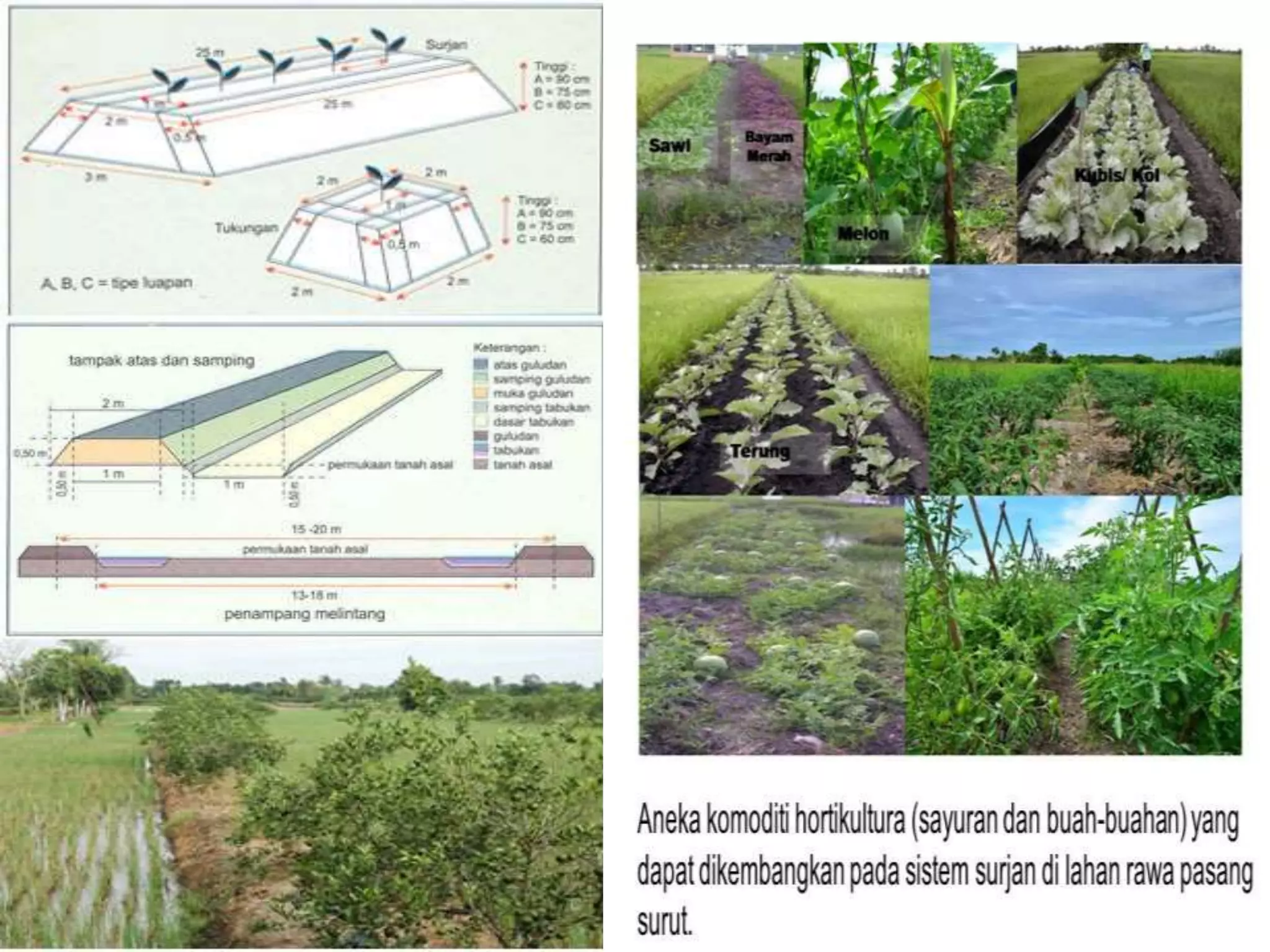 Lahaf Rawsam Teknologi produksi padi pada lahan rawa pasang surut | PPTX