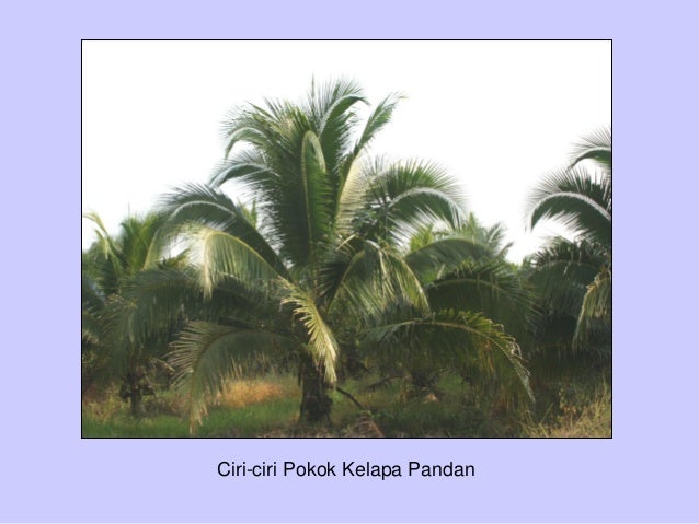 Teknologi Tanaman Kelapa Pandan