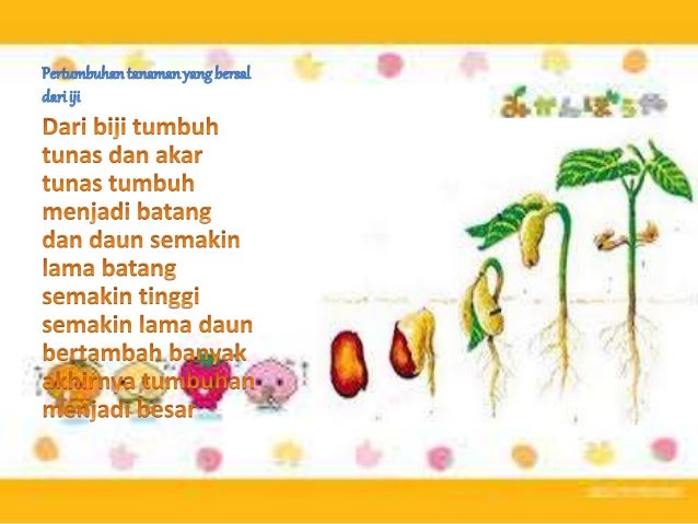 750+ Gambar Hewan Dan Tumbuh Tumbuhan Gratis