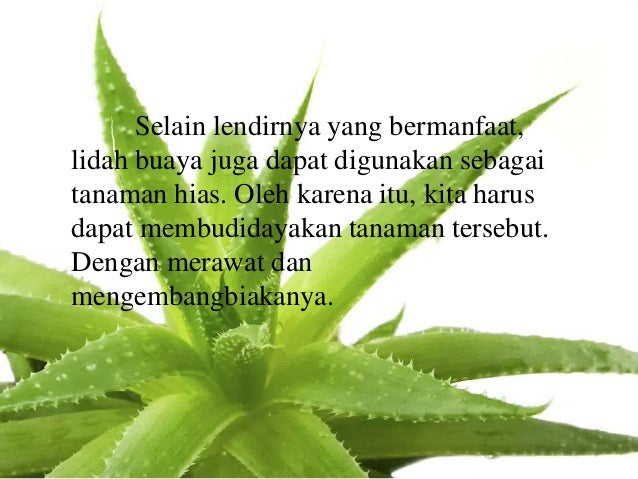 Makalah Hasil Observasi Lidah Buaya Contoh Makalah