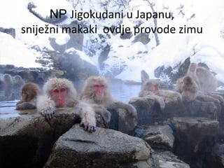 NP Jigokudani u Japanu,
sniježni makaki ovdje provode zimu
 