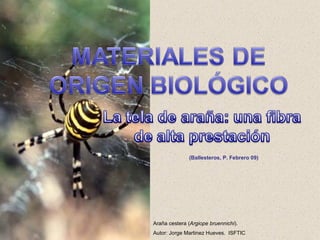 Araña cestera ( Argiope bruennichi ). Autor: Jorge Martinez Hueves.  ISFTIC (Ballesteros, P. Febrero 09) 