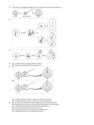 3.   Você deve ter completado a Figura 1 com o número 46, no interior da célula-ovo.




4.




5.




6.   a) A mulher forma apenas gametas do tipo X.
     b) O homem forma gametas dos tipos X e Y.
7.   a)




     b)




     c)   A célula formada será XX e o bebê será do sexo feminino.
     d)   A célula formada será XY e o bebê será do sexo masculino.
8.   a)   As células dos indivíduos dessa espécie possuem 32 cromossomos.
     b)   Os gametas formados por estes indivíduos possuem 16 cromossomos.
     c)   Cada indivíduo possui 30 cromossomos autossômicos.
     d)   Cada célula possui 2 cromossomos sexuais.
     e)   Cada gameta possui 15 cromossomos autossômicos.
     f)   Cada gameta possui um cromossomo sexual.
 