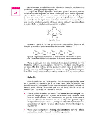 A U L A       Quimicamente, os carboidratos são substâncias formadas por átomos de
          carbono (C), hidrogênio (H) e oxigênio (O).

 5            A Figura 3a, a seguir, representa a estrutura química do amido, um dos
          carboidratos mais freqüentes em nossa alimentação. Nesse tipo de representa-
          ção, cada letra indica um átomo. Assim, o número de vezes que cada letra aparece
          no esquema e sua posição simbolizam a quantidade de átomos que compõem
          essas substâncias e as ligações que cada átomo mantém com os outros. O amido
          está presente em alimentos como o feijão, o arroz, o milho, o trigo, a mandioca,
          a batata e todas as farinhas derivadas desses vegetais.




                                              Figura 3a: glicose


             Observe a Figura 3b e repare que as unidades formadoras do amido são
          sempre iguais (não é necessário memorizar nenhuma fórmula).




              Figura 3b: Fragmento de uma molécula de amido composta por unidades de glicose.
              Esse é um esquema simplificado que suprime as letras para indicar todos os átomos.


              O que se repete, em cada uma dessas unidades, é uma substância que você
          também já conhece: a glicose. A glicose é encontrada em alguns alimentos, como
          as frutas. Mas boa parte da glicose que nosso corpo utiliza é fornecida por
          transformações do amido que comemos; ou seja, por meio da digestão o amido
          ingerido é transformado em glicose e pode ser aproveitado por nossas células.


              Os lipídios

              Os lipídios formam um grupo químico muito importante para a boa saúde
          do organismo. A gordura da carne de porco e dos óleos que usamos para
          cozinhar são dois exemplos de lipídios. Essas substâncias também nos fornecem
          energia, assim como os carboidratos, mas exercem ainda diversas funções em
          nosso corpo. Vamos destacar três dessas funções.

          ·   A mais conhecida de todas é a de servir como reservatório de energia Uma
                                                                           energia.
              parte da energia produzida a partir dos alimentos que comemos não é
              utilizada imediatamente. Ela é transformada em gordura e armazenada,
              para ser utilizada no momento em que o organismo precisar suprir
              energeticamente nossas células. O principal local de armazenamento dessa
              gordura fica sob a pele: é o tecido adiposo, cujo acúmulo faz as pessoas
              engordarem.

          ·   Outra função dos lipídios é a formação da camada que envolve a célula
                                                                             célula.
              A membrana celular é formada por lipídios e proteínas.
 