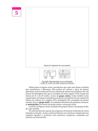 A U L A


 5




                                Figura 5a: Fragmento de uma proteína.




                              Figura 5b: Representação de um aminoácido.
                            A letra R indica uma parte variável da molécula.

              Observando as figuras acima, percebemos que cada uma dessas unidades
          tem semelhanças e diferenças. Elas podem ter número e tipos de átomos
          diferentes, mas em todas elas há um conjunto de átomos de nitrogênio (N) e de
          átomos de hidrogênio (H), que se arranjam de forma regular. Esse arranjo dos
          átomos de N e de H recebe o nome de grupo amina Existe também outra
                                                           amina.
          regularidade: em todas as unidades que formam as proteínas, há um conjunto de
          átomos de carbono (C), oxigênio (O) e hidrogênio (H), arranjados da mesma
          maneira. Esse é o grupo ácido As unidades formadoras das proteínas chamam-
                                  ácido.
          se aminoácidos por terem um grupo amina e um grupo ácido.
             aminoácidos,
              Localize nas figuras acima a posição dos grupos amina e dos grupos ácido,
          de cada unidade.
              Os aminoácidos são capazes de se ligarem e formarem moléculas de vários
          tamanhos e funções. Assim, existem proteínas com estruturas simples (poucas
          unidades ligadas), e proteínas com estruturas complexas, compostas por
          milhares de aminoácidos.
 