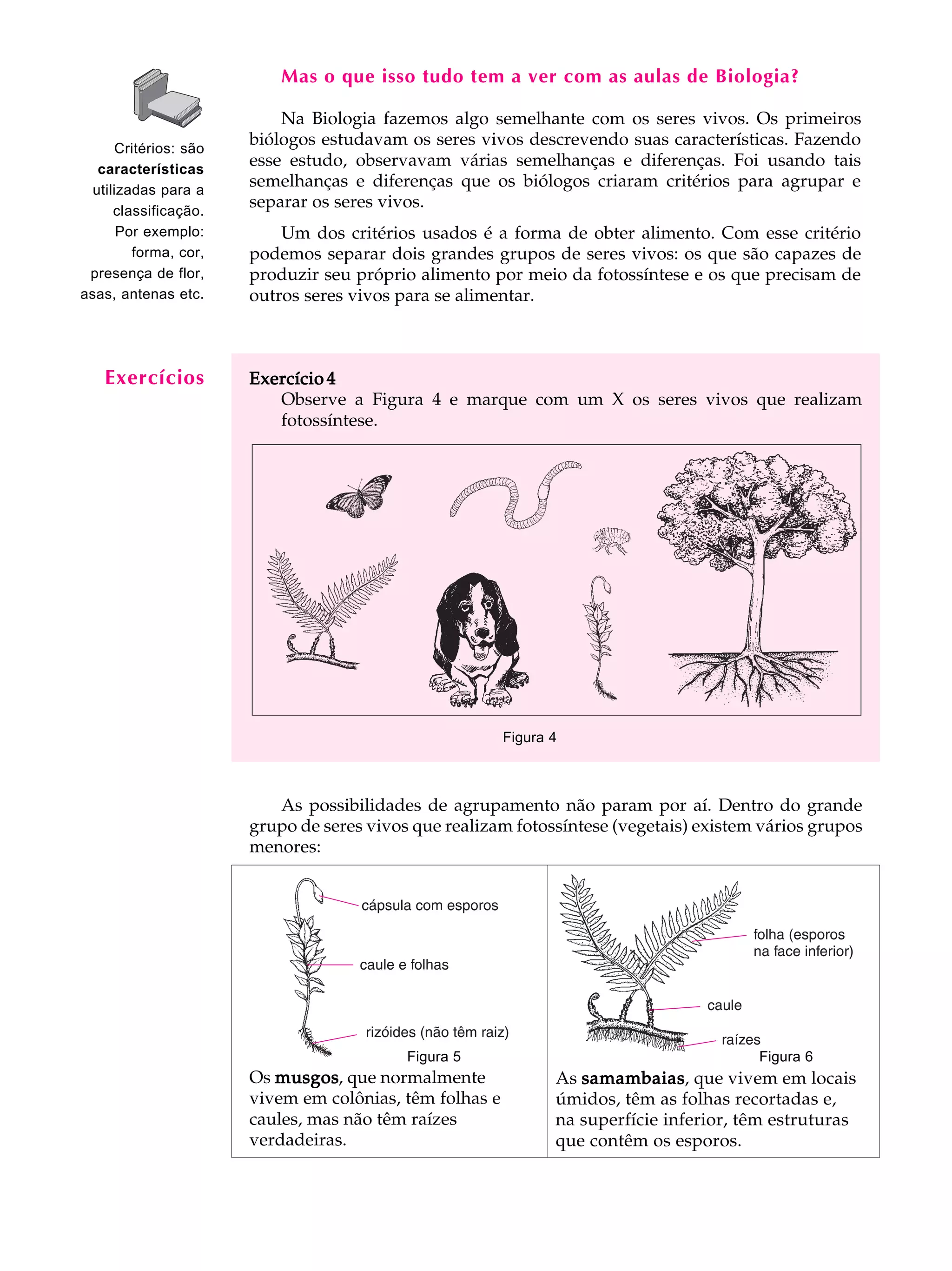 A U L A             Mas o que isso tudo tem a ver com as aulas de Biologia?


       36
      Critérios: são
                           Na Biologia fazemos algo semelhante com os seres vivos. Os primeiros
                       biólogos estudavam os seres vivos descrevendo suas características. Fazendo
                       esse estudo, observavam várias semelhanças e diferenças. Foi usando tais
   características
  utilizadas para a
                       semelhanças e diferenças que os biólogos criaram critérios para agrupar e
      classificação.
                       separar os seres vivos.
       Por exemplo:        Um dos critérios usados é a forma de obter alimento. Com esse critério
         forma, cor,   podemos separar dois grandes grupos de seres vivos: os que são capazes de
 presença de flor,     produzir seu próprio alimento por meio da fotossíntese e os que precisam de
asas, antenas etc.     outros seres vivos para se alimentar.



   Exercícios          Exercício 4
                          Observe a Figura 4 e marque com um X os seres vivos que realizam
                          fotossíntese.




                                                         Figura 4



                          As possibilidades de agrupamento não param por aí. Dentro do grande
                       grupo de seres vivos que realizam fotossíntese (vegetais) existem vários grupos
                       menores:




                                           Figura 5                                      Figura 6
                       Os musgos que normalmente
                          musgos,                               As samambaias que vivem em locais
                                                                   samambaias,
                       vivem em colônias, têm folhas e          úmidos, têm as folhas recortadas e,
                       caules, mas não têm raízes               na superfície inferior, têm estruturas
                       verdadeiras.                             que contêm os esporos.
 