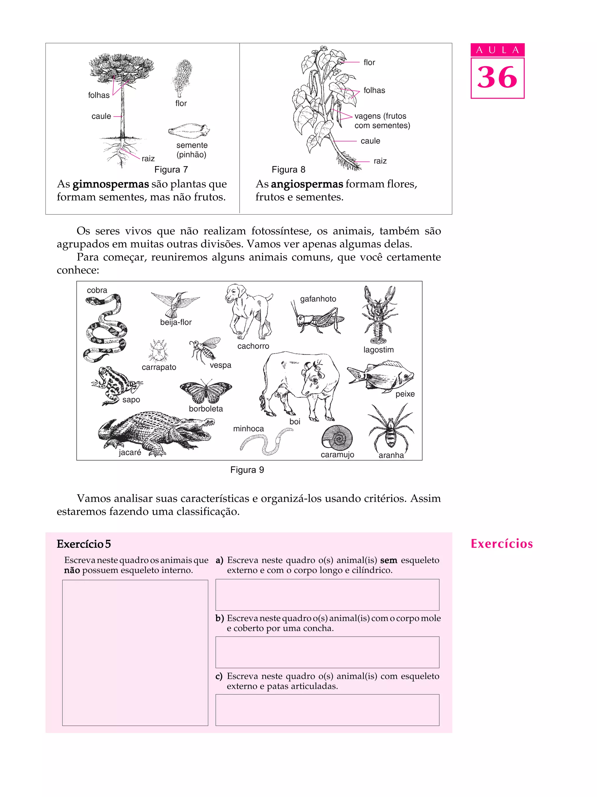 A U L A


                                                                                               36

                      Figura 7                     Figura 8
As gimnospermas são plantas que               As angiospermas formam flores,
formam sementes, mas não frutos.              frutos e sementes.


    Os seres vivos que não realizam fotossíntese, os animais, também são
agrupados em muitas outras divisões. Vamos ver apenas algumas delas.
    Para começar, reuniremos alguns animais comuns, que você certamente
conhece:




                                        Figura 9


    Vamos analisar suas características e organizá-los usando critérios. Assim
estaremos fazendo uma classificação.

Exercício 5                                                                                    Exercícios
 Escreva neste quadro os animais que a) Escreva neste quadro o(s) animal(is) sem esqueleto
 não possuem esqueleto interno.         externo e com o corpo longo e cilíndrico.




                                    b) Escreva neste quadro o(s) animal(is) com o corpo mole
                                       e coberto por uma concha.




                                    c) Escreva neste quadro o(s) animal(is) com esqueleto
                                       externo e patas articuladas.
 