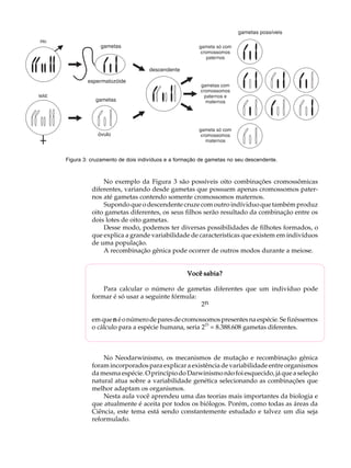 A U L A


50




     Figura 3: cruzamento de dois indivíduos e a formação de gametas no seu descendente.



                   No exemplo da Figura 3 são possíveis oito combinações cromossômicas
               diferentes, variando desde gametas que possuem apenas cromossomos pater-
               nos até gametas contendo somente cromossomos maternos.
                   Supondo que o descendente cruze com outro indíviduo que também produz
               oito gametas diferentes, os seus filhos serão resultado da combinação entre os
               dois lotes de oito gametas.
                   Desse modo, podemos ter diversas possibilidades de filhotes formados, o
               que explica a grande variabilidade de características que existem em indivíduos
               de uma população.
                   A recombinação gênica pode ocorrer de outros modos durante a meiose.


                                                    Você sabia?

                   Para calcular o número de gametas diferentes que um indivíduo pode
               formar é só usar a seguinte fórmula:
                                                    2n

               em que n é o número de pares de cromossomos presentes na espécie. Se fizéssemos
               o cálculo para a espécie humana, seria 223 = 8.388.608 gametas diferentes.



                   No Neodarwinismo, os mecanismos de mutação e recombinação gênica
               foram incorporados para explicar a existência de variabilidade entre organismos
               da mesma espécie. O princípio do Darwinismo não foi esquecido, já que a seleção
               natural atua sobre a variabilidade genética selecionando as combinações que
               melhor adaptam os organismos.
                   Nesta aula você aprendeu uma das teorias mais importantes da biologia e
               que atualmente é aceita por todos os biólogos. Porém, como todas as áreas da
               Ciência, este tema está sendo constantemente estudado e talvez um dia seja
               reformulado.
 