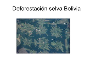 Deforestación selva Bolivia 