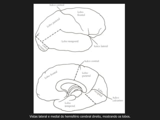 Vistas lateral e medial do hemisfério cerebral direito, mostrando os lobos.
 