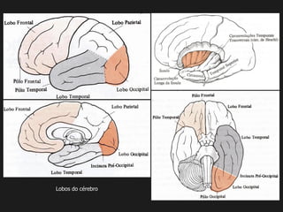 Lobos do cérebro
 