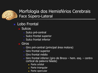 Morfologia dos Hemisférios Cerebrais
Face Súpero-Lateral
 Lobo Frontal
 Sulcos
 Sulco pré-central
 Sulco frontal superior
 Sulco frontal inferior
 Giros
 Giro pré-central (principal área motora)
 Giro frontal superior
 Giro frontal médio
 Giro frontal inferior (giro de Broca – hem. esq. – centro
cortical da palavra falada)
 Parte orbital
 Parte triangular
 Parte opercular
 