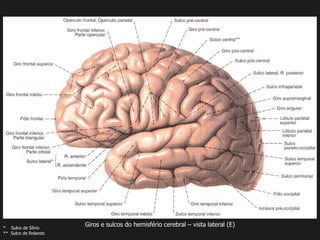 Giros e sulcos do hemisfério cerebral – vista lateral (E)* Sulco de Sílvio
** Sulco de Rolando
 