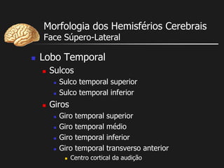 Morfologia dos Hemisférios Cerebrais
Face Súpero-Lateral
 Lobo Temporal
 Sulcos
 Sulco temporal superior
 Sulco temporal inferior
 Giros
 Giro temporal superior
 Giro temporal médio
 Giro temporal inferior
 Giro temporal transverso anterior
 Centro cortical da audição
 