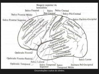 Circunvoluções e sulcos do cérebro.
 