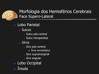 Morfologia dos Hemisférios Cerebrais
Face Súpero-Lateral
 Lobo Parietal
 Sulcos
 Sulco pós-central
 Sulco intraparietal
 Giros
 Giro pós-central
 Área somestésica
 Giro supramarginal
 Giro angular
 Lobo Occipital
 Ínsula
 