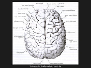 Vista superior dos hemisférios cerebrais.
 