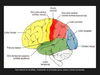 Face lateral do encéfalo, mostrando os principais giros, sulcos e áreas funcionais.
 
