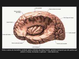 Giros e sulcos do hemisfério cerebral; após a retirada dos lobos frontal, parietal e temporal que são partes que
cobrem a ínsula, formando o opérculo – vista lateral (D).
 