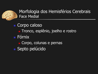 Morfologia dos Hemisférios Cerebrais
Face Medial
 Corpo caloso
 Tronco, esplênio, joelho e rostro
 Fórnix
 Corpo, colunas e pernas
 Septo pelúcido
 