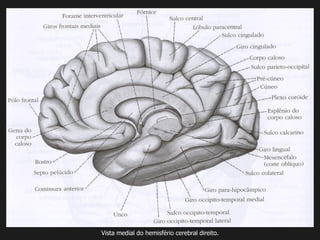 Vista medial do hemisfério cerebral direito.
 