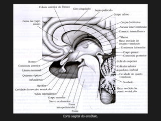 Corte sagital do encéfalo.
 