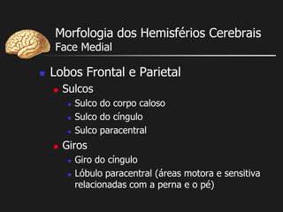 Morfologia dos Hemisférios Cerebrais
Face Medial
 Lobos Frontal e Parietal
 Sulcos
 Sulco do corpo caloso
 Sulco do cíngulo
 Sulco paracentral
 Giros
 Giro do cíngulo
 Lóbulo paracentral (áreas motora e sensitiva
relacionadas com a perna e o pé)
 