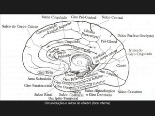 Circunvoluções e sulcos do cérebro (face interna)
 