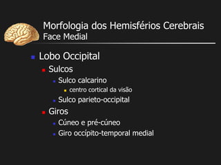 Morfologia dos Hemisférios Cerebrais
Face Medial
 Lobo Occipital
 Sulcos
 Sulco calcarino
 centro cortical da visão
 Sulco parieto-occipital
 Giros
 Cúneo e pré-cúneo
 Giro occípito-temporal medial
 