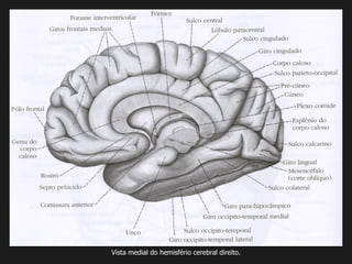 Vista medial do hemisfério cerebral direito.
 