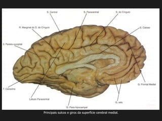 Principais sulcos e giros da superfície cerebral medial.
 