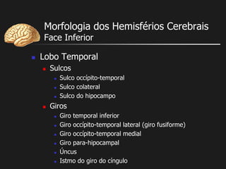 Morfologia dos Hemisférios Cerebrais
Face Inferior
 Lobo Temporal
 Sulcos
 Sulco occípito-temporal
 Sulco colateral
 Sulco do hipocampo
 Giros
 Giro temporal inferior
 Giro occípito-temporal lateral (giro fusiforme)
 Giro occípito-temporal medial
 Giro para-hipocampal
 Úncus
 Istmo do giro do cíngulo
 