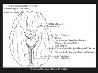 Circunvoluções e sulcos da base do cérebro.
 