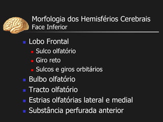 Morfologia dos Hemisférios Cerebrais
Face Inferior
 Lobo Frontal
 Sulco olfatório
 Giro reto
 Sulcos e giros orbitários
 Bulbo olfatório
 Tracto olfatório
 Estrias olfatórias lateral e medial
 Substância perfurada anterior
 