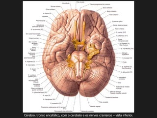 Cérebro, tronco encefálico, com o cerebelo e os nervos cranianos – vista inferior.
 