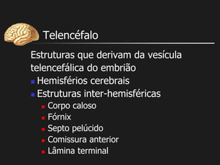 Telencéfalo
Estruturas que derivam da vesícula
telencefálica do embrião
 Hemisférios cerebrais
 Estruturas inter-hemisféricas
 Corpo caloso
 Fórnix
 Septo pelúcido
 Comissura anterior
 Lâmina terminal
 
