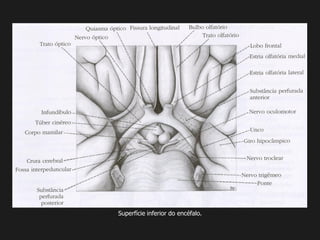 Superfície inferior do encéfalo.
 
