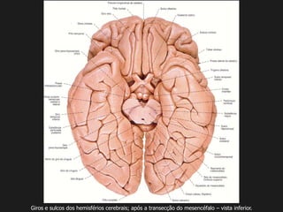 Giros e sulcos dos hemisférios cerebrais; após a transecção do mesencéfalo – vista inferior.
 